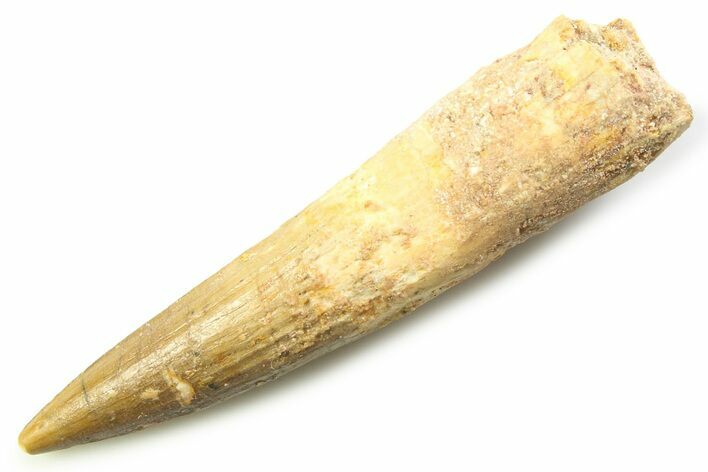 Fossil Spinosaurus Tooth - Real Dinosaur Tooth #357715